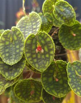 Image of Lepanthes calodictyon Hook.