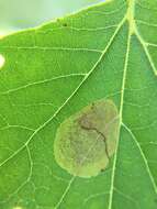 Image of Sycamore Leaf Blotch Miner