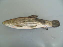 Image of Tiger fish