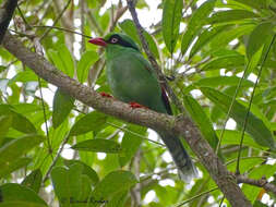 Image of Bornean Green Magpie