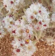 Image of Helichrysum candolleanum Buek