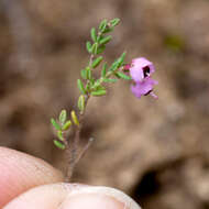 Image of Erica bicolor Thunb.