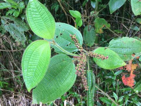 Слика од Miconia aeruginosa Naud.