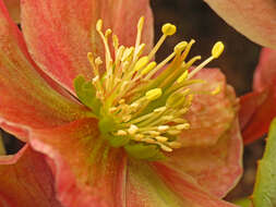 Image of Hellebore