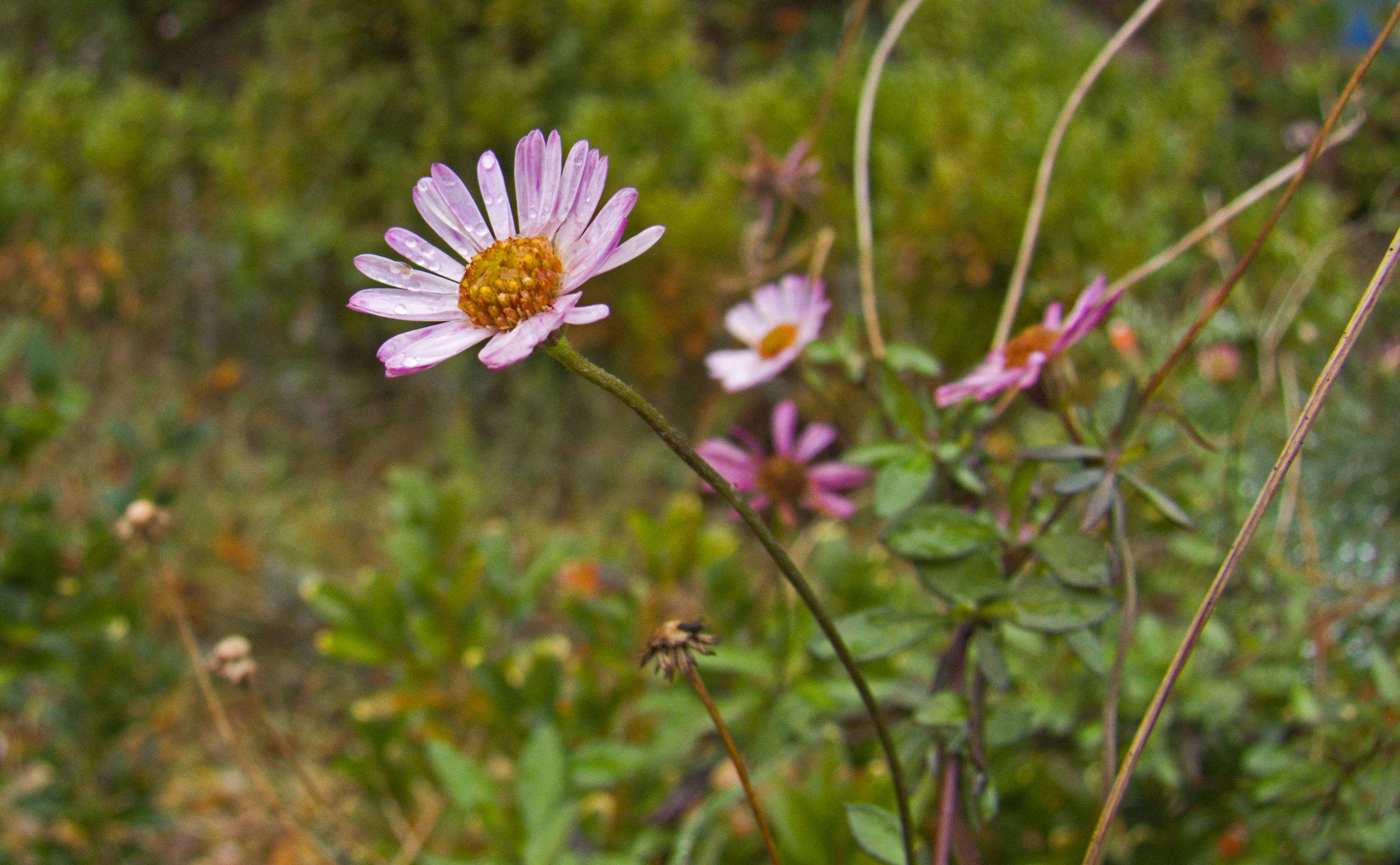 Sivun Erigeron karvinskianus DC. kuva