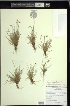 Image of Carex capillaris subsp. fuscidula (V. I. Krecz. ex T. V. Egorova) Á. Löve & D. Löve