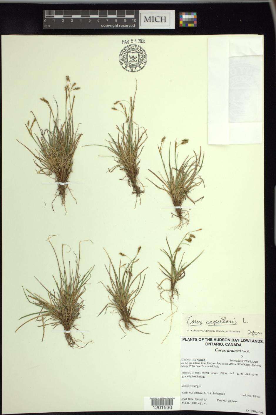 Imagem de Carex capillaris subsp. fuscidula (V. I. Krecz. ex T. V. Egorova) Á. Löve & D. Löve