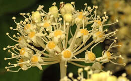 Image of fatsia