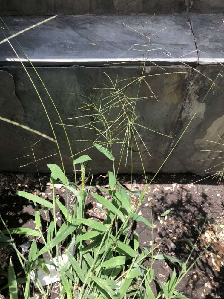 Image of velvet crabgrass