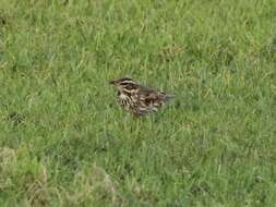 Image of Redwing