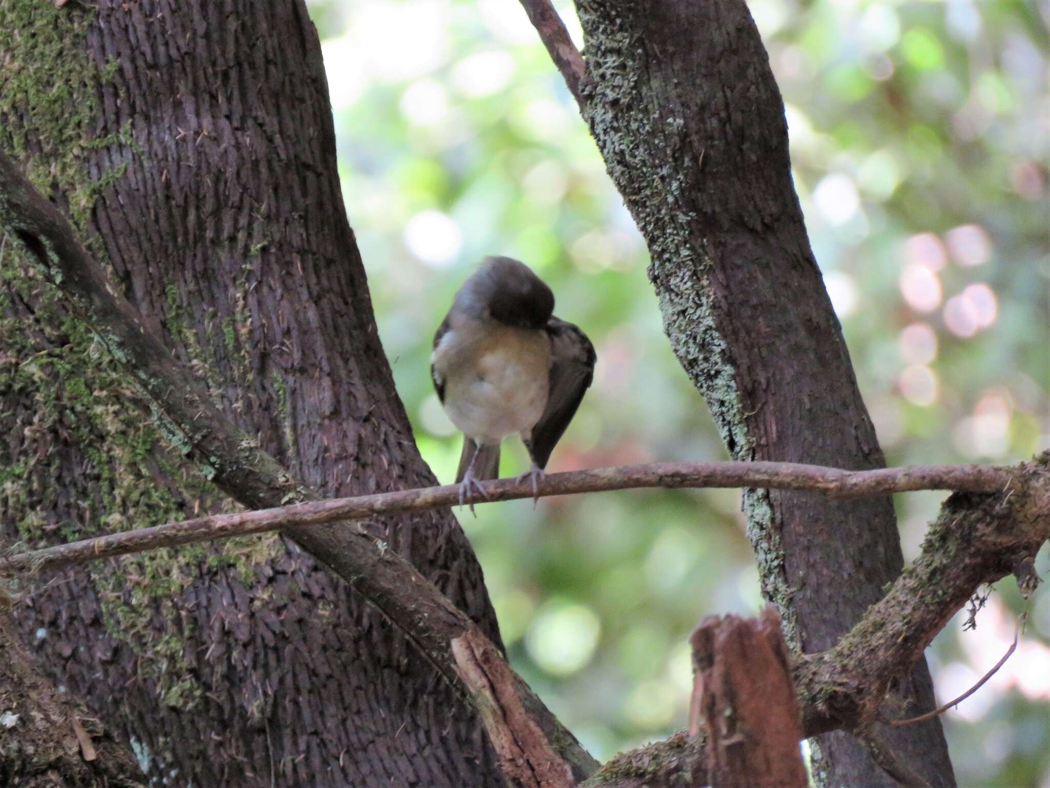 Image of La Palma Chaffinch