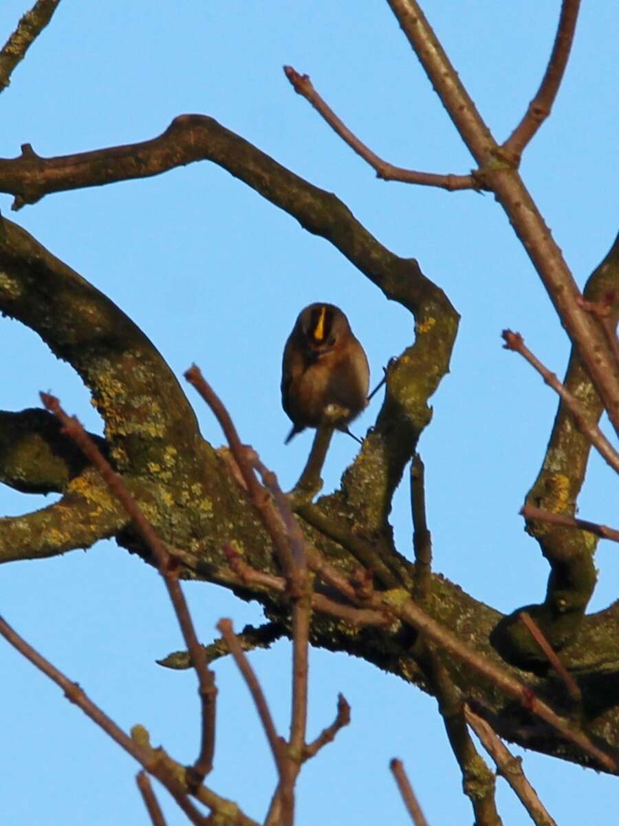 Image of Goldcrest