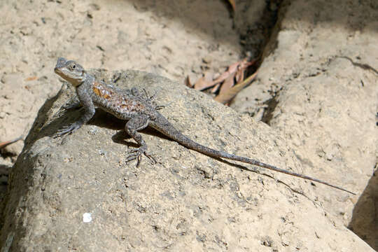 Image of Common agama