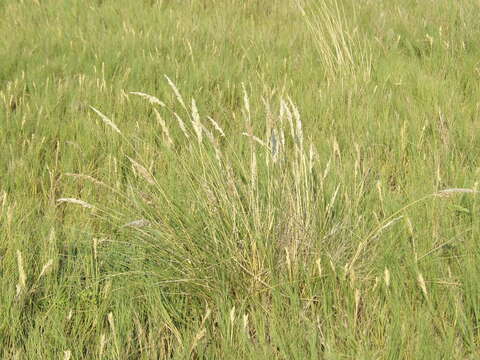 Image of Poa ligularis Nees ex Steud.