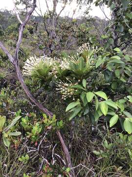 Plancia ëd Ixora francii Schltr. & K. Krause