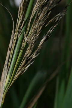 Image of Arundo micrantha Lam.