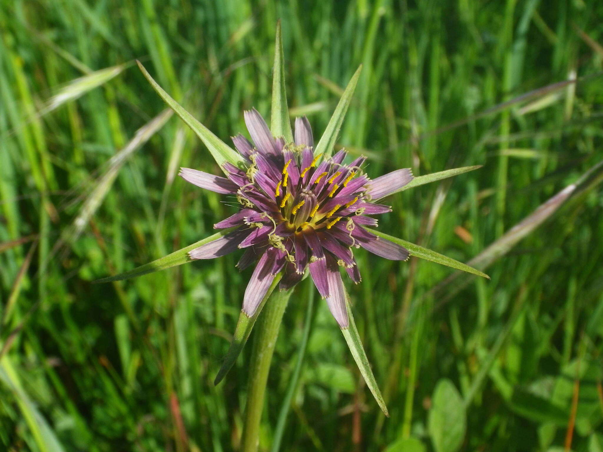 Image of Tragopogon porrifolius subsp. porrifolius