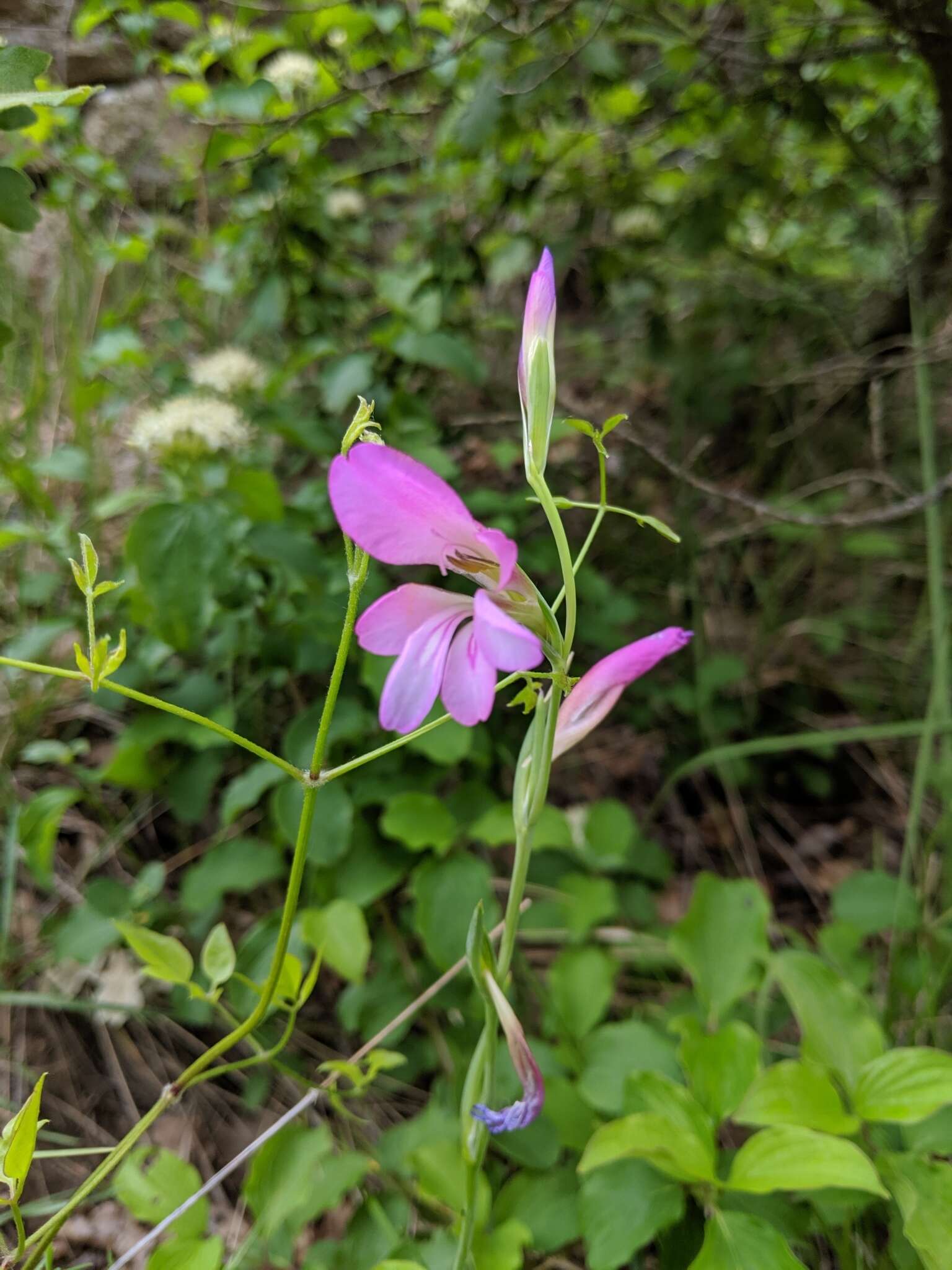 Image of Common Sword Lily