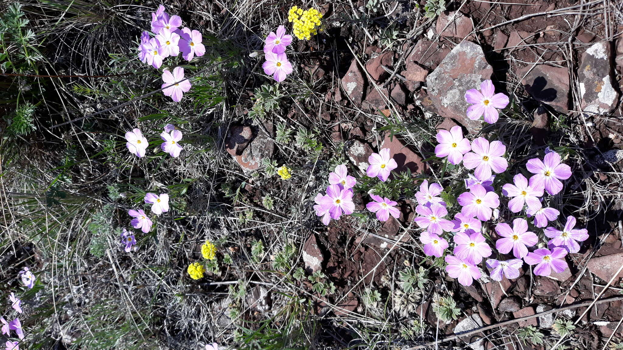 Imagem de Phlox sibirica L.