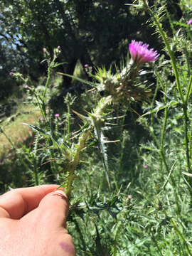 Image of Italian plumeless thistle