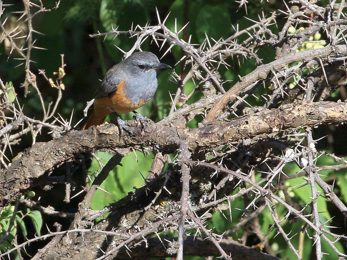 Plancia ëd Monticola rufocinereus (Rüppell 1837)