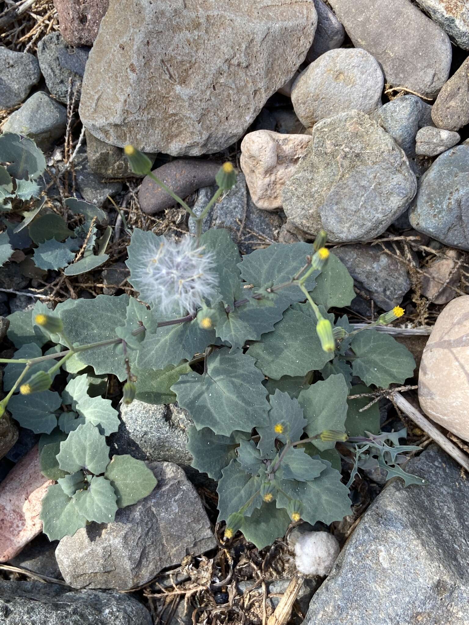 Image of Senecio flavus (Decne) Sch. Bip.