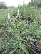 Image of field smartweed