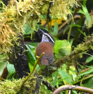 Image of Gray-breasted Wood-Wren