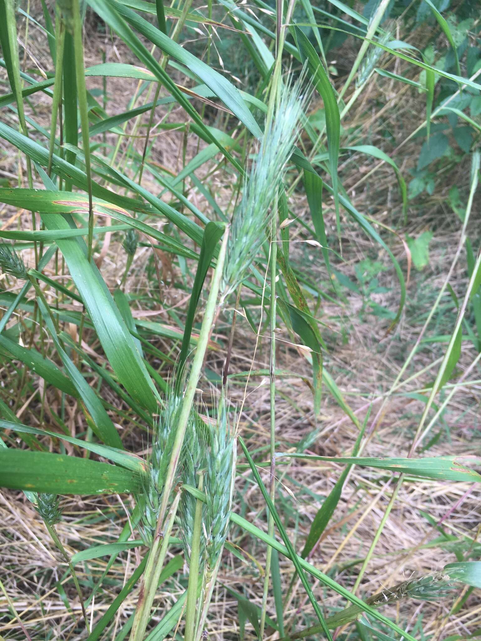 Image of Elymus virginicus var. virginicus