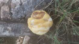 Image of Ganoderma curtisii (Berk.) Murrill 1908