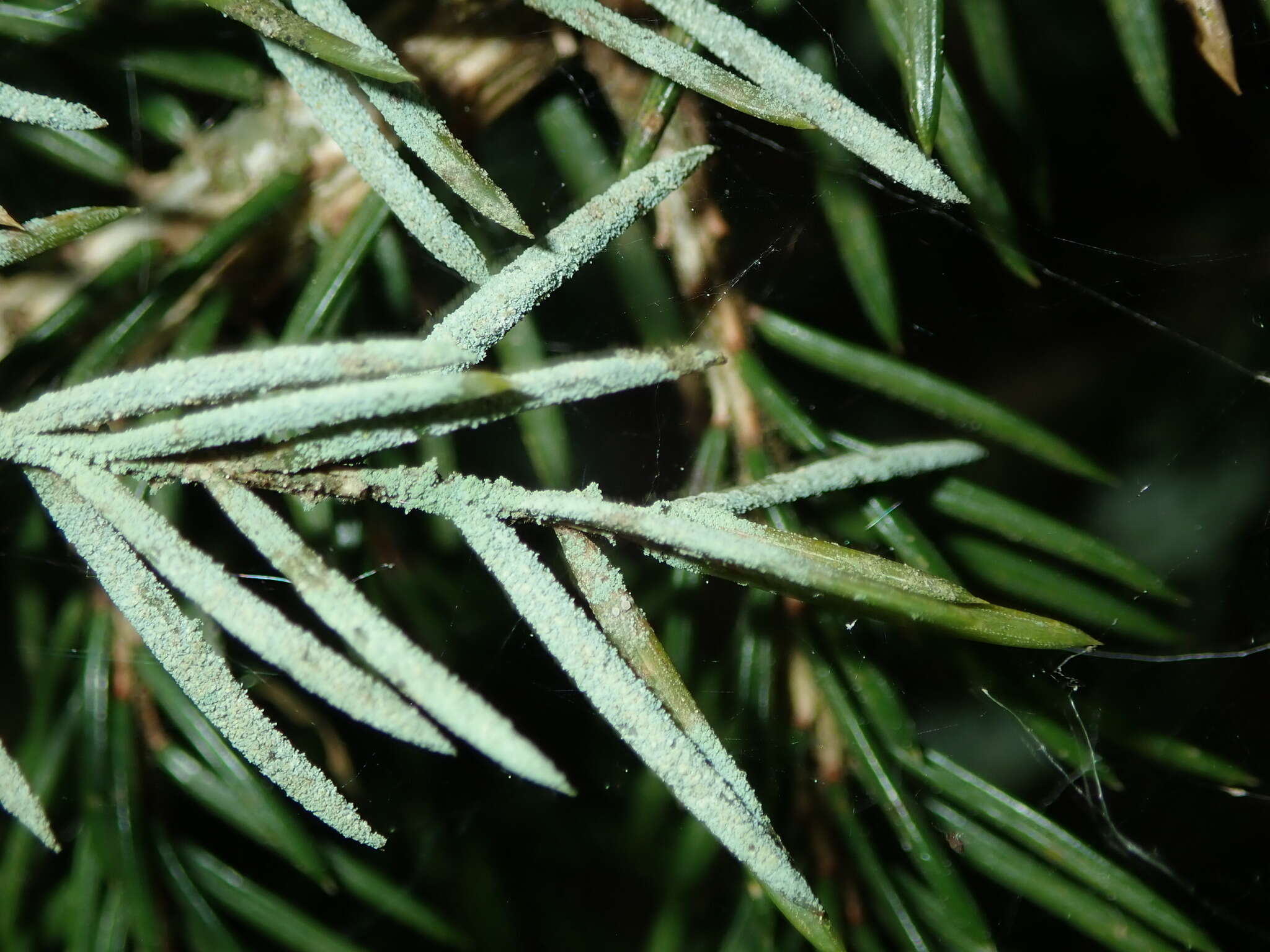 Image of Bouteille's fellhanera lichen