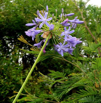 Imagem de Agapanthus praecox Willd.