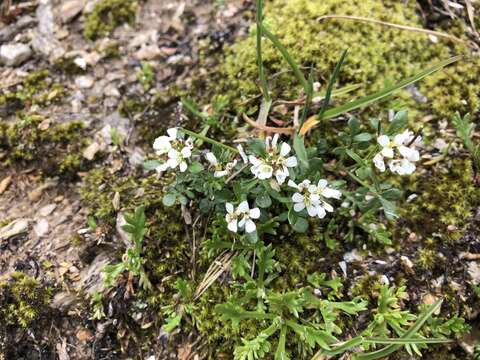 Image of Cardamine resedifolia L.