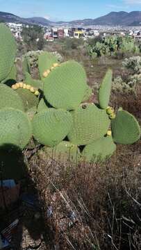 <i>Opuntia spinulifera</i>的圖片