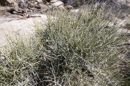 Imagem de Ephedra nevadensis S. Watson