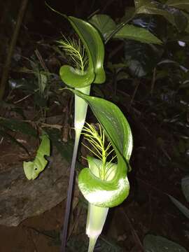 Image of Arisaema balansae Engl.