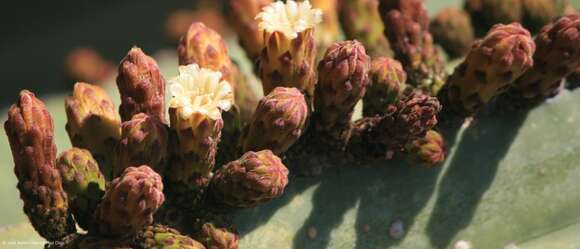 Image of Echinocereeae