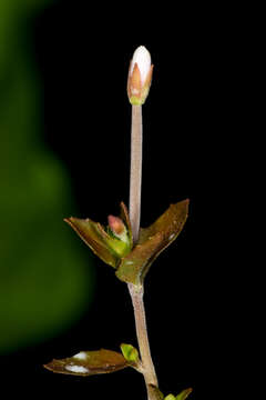 Image de Epilobium insulare Hausskn.