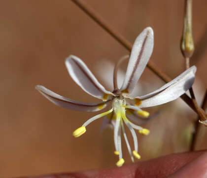 Imagem de Trachyandra bulbinifolia (Dinter) Oberm.