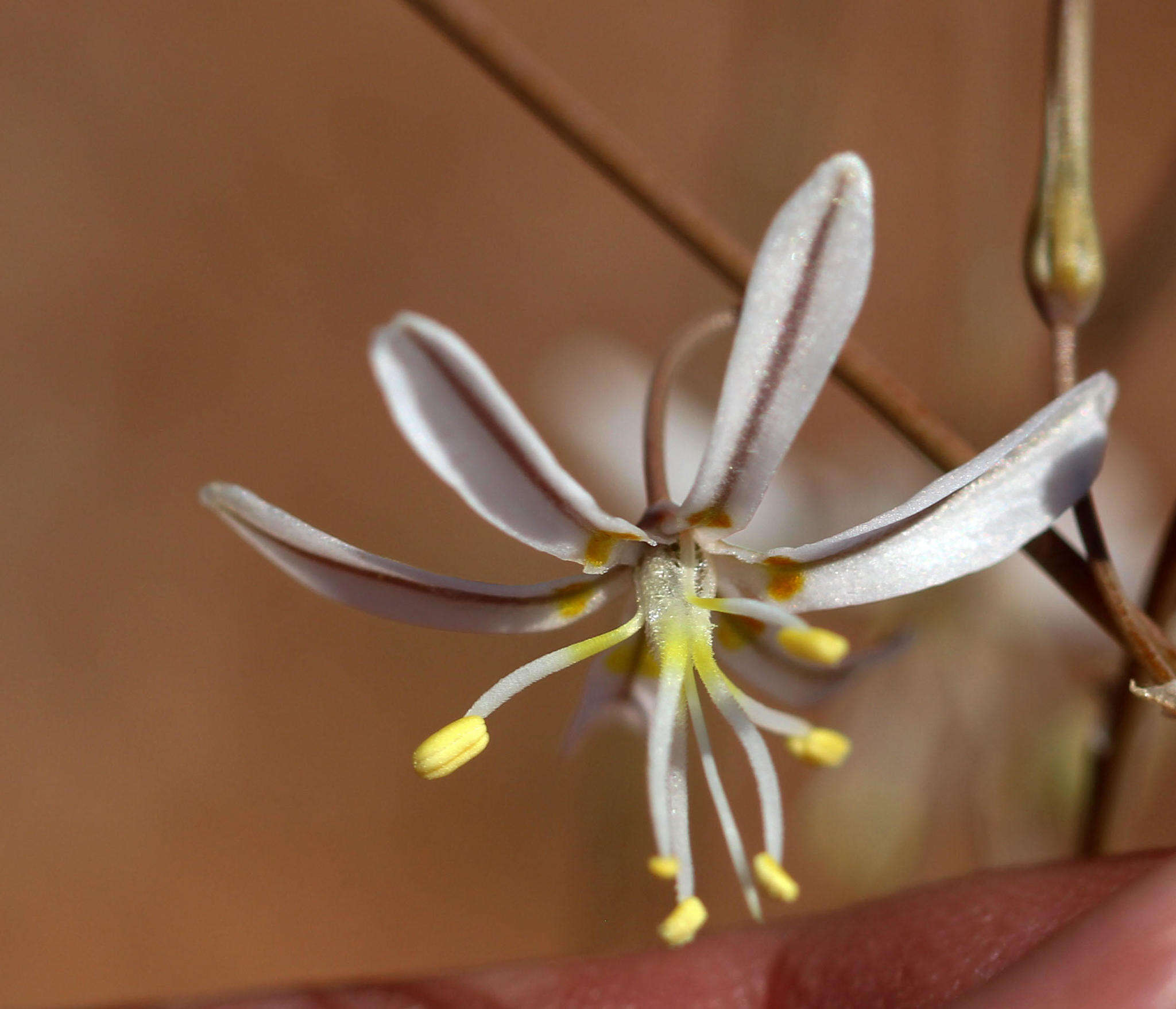 Sivun Trachyandra bulbinifolia (Dinter) Oberm. kuva