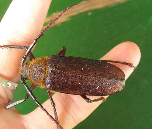 Image of Erioderus candezei (Lameere 1903)