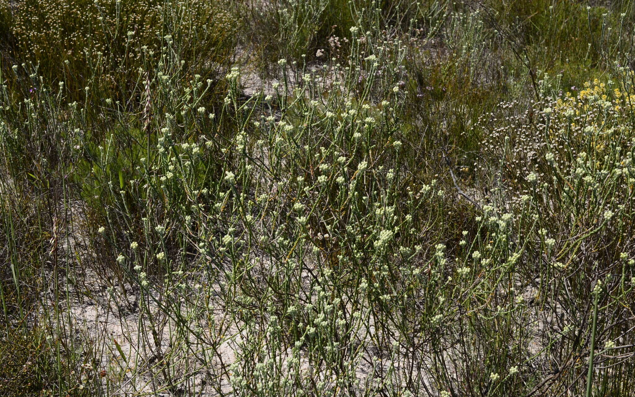 Image of Athanasia rugulosa E. Mey. ex DC.