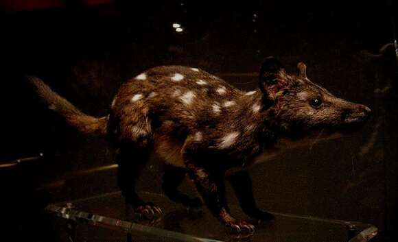 Imagem de Dasyurus geoffroii Gould 1841