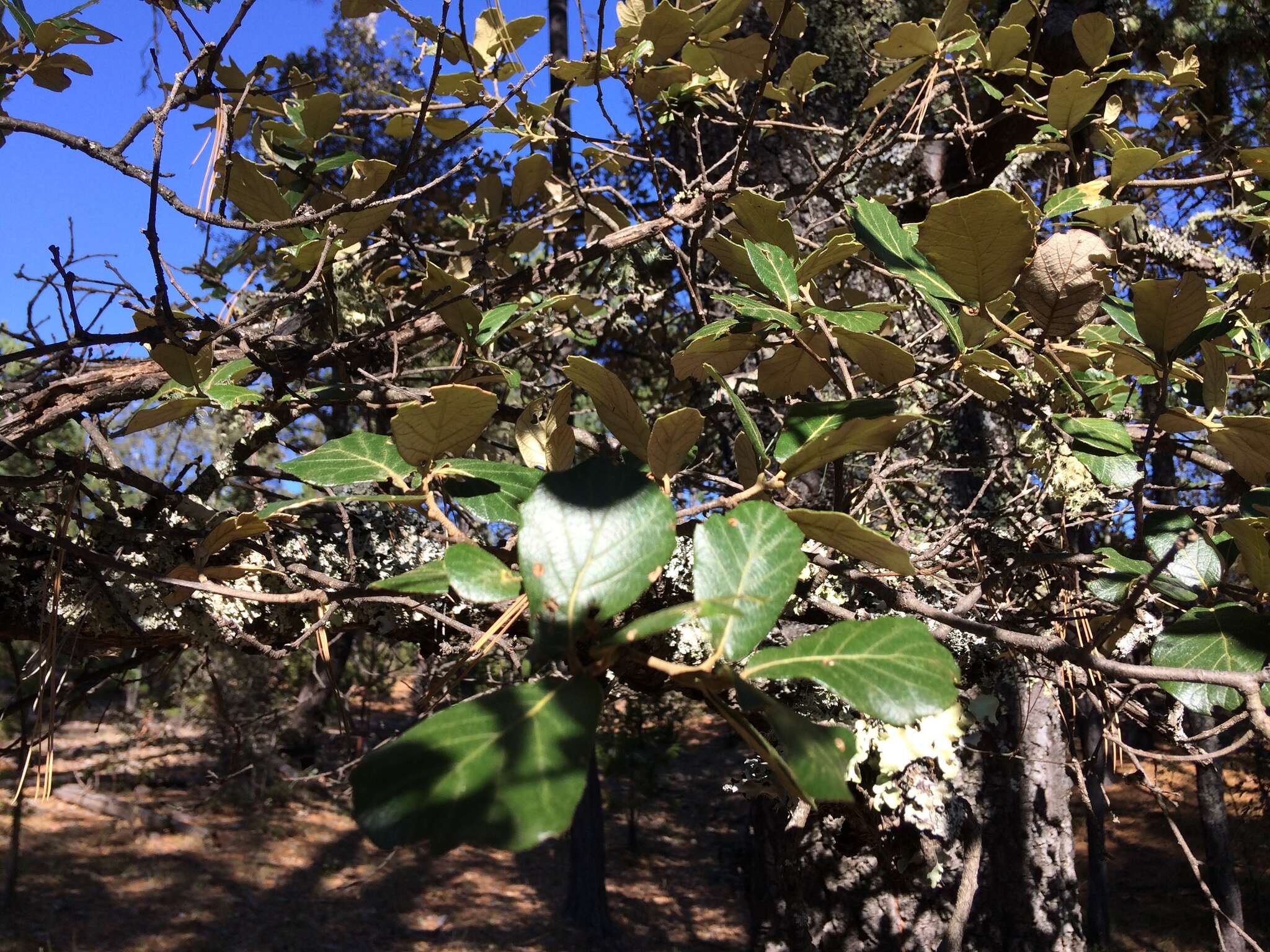 Слика од Quercus sideroxyla Bonpl.