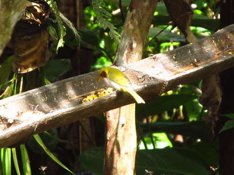 Image of Guira Tanager