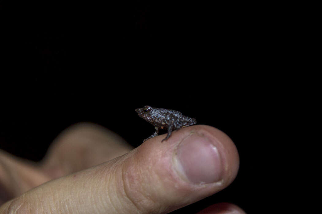 Image of Santa Rita beaked toad