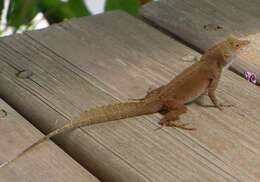 Image of Common Puerto Rican anole