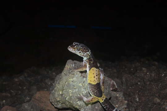 Image of Western Indian Leopard Gecko