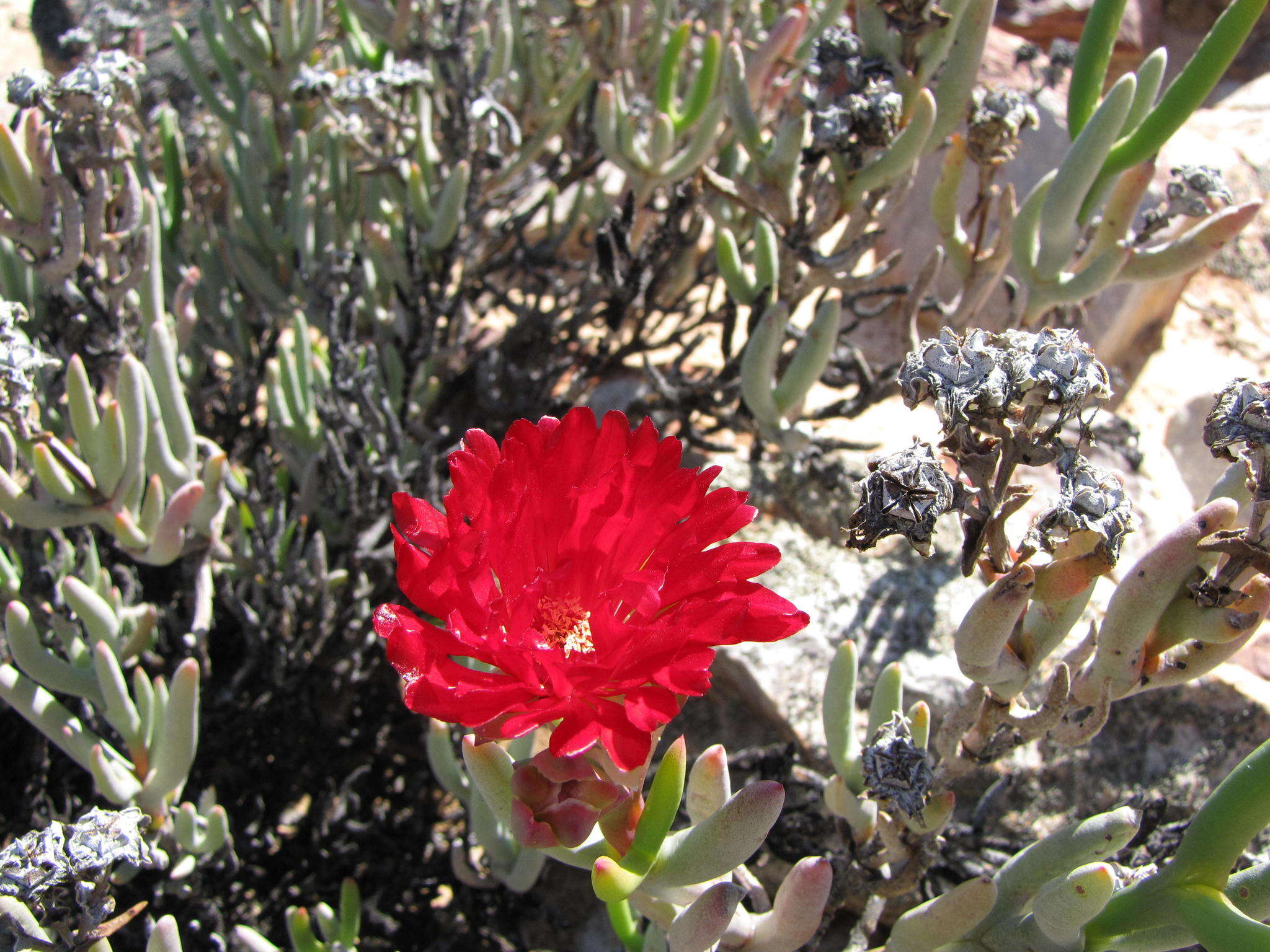 Image of Ruschia marianae (L. Bol.) Schwant.