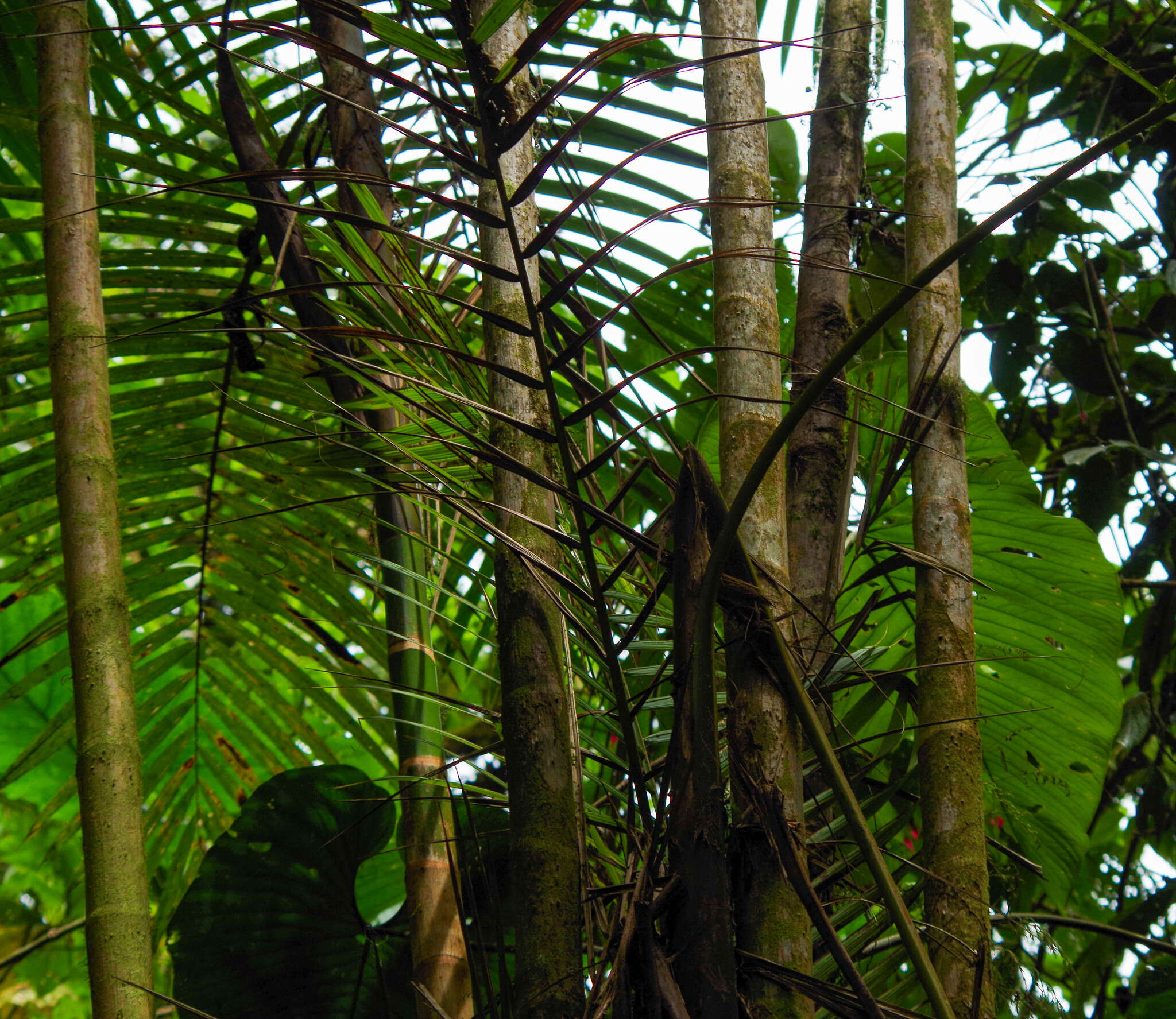 Image of Sierran palm